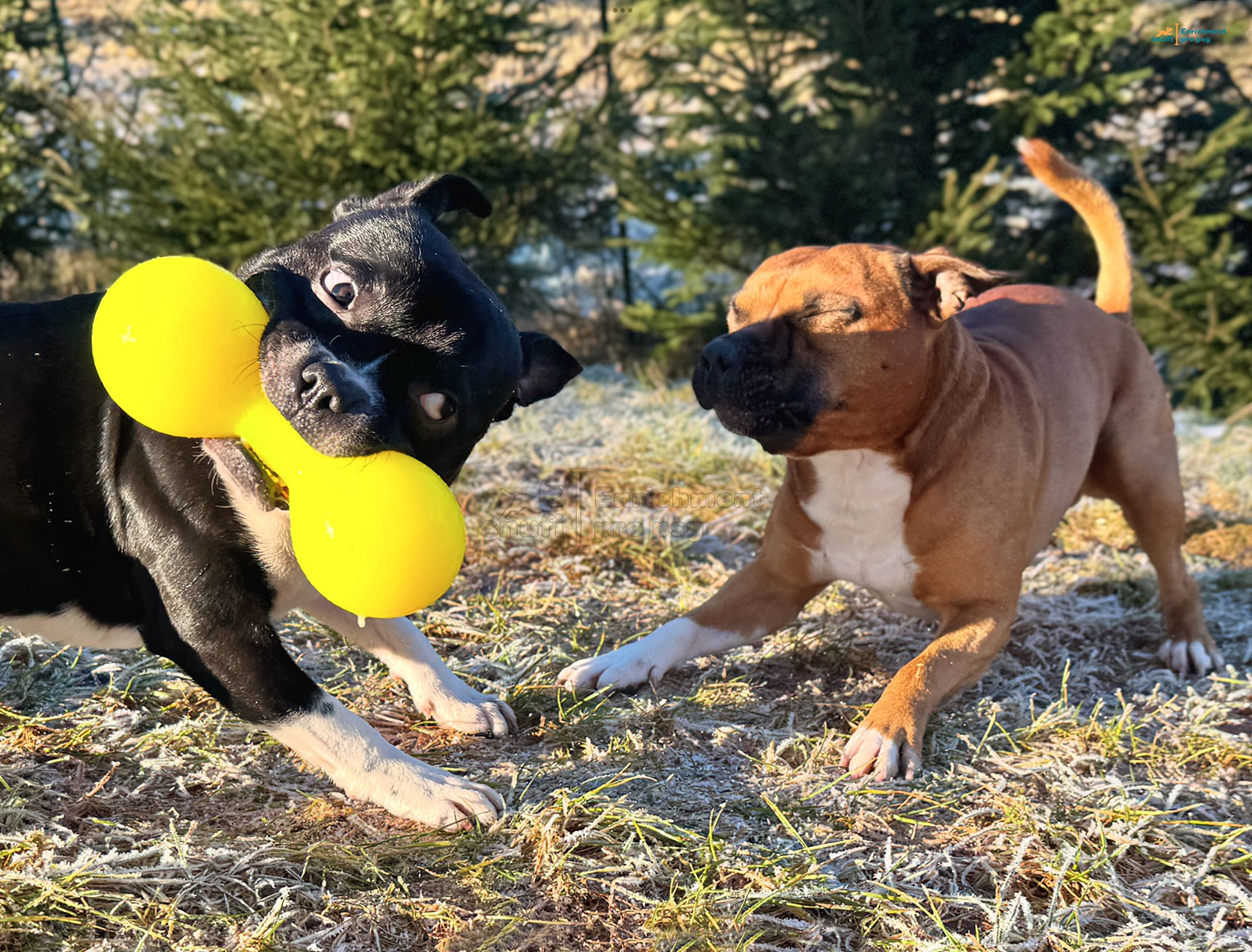 RuffDawg Big Dawg - činka