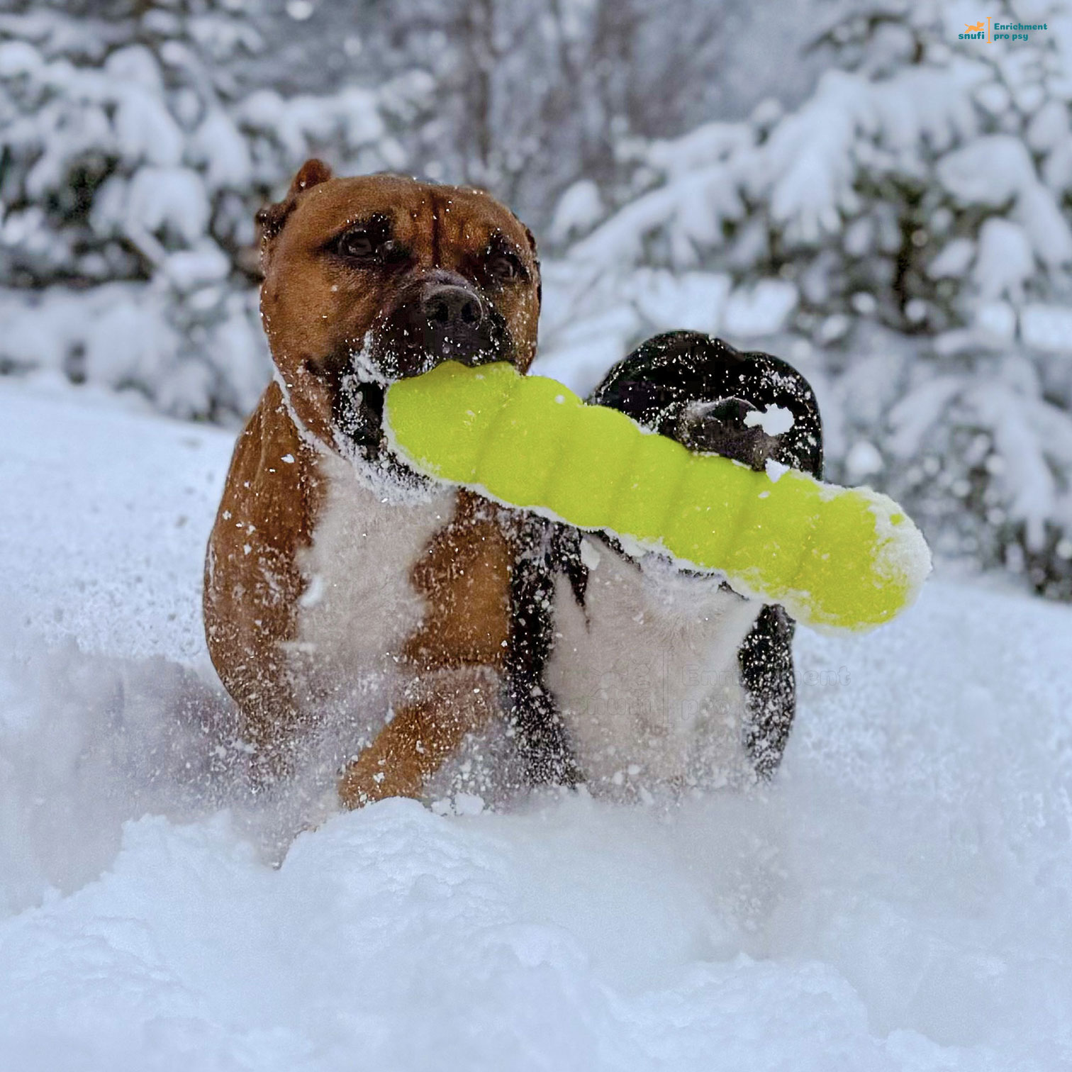 Ruff-dawg-buster-dogs5