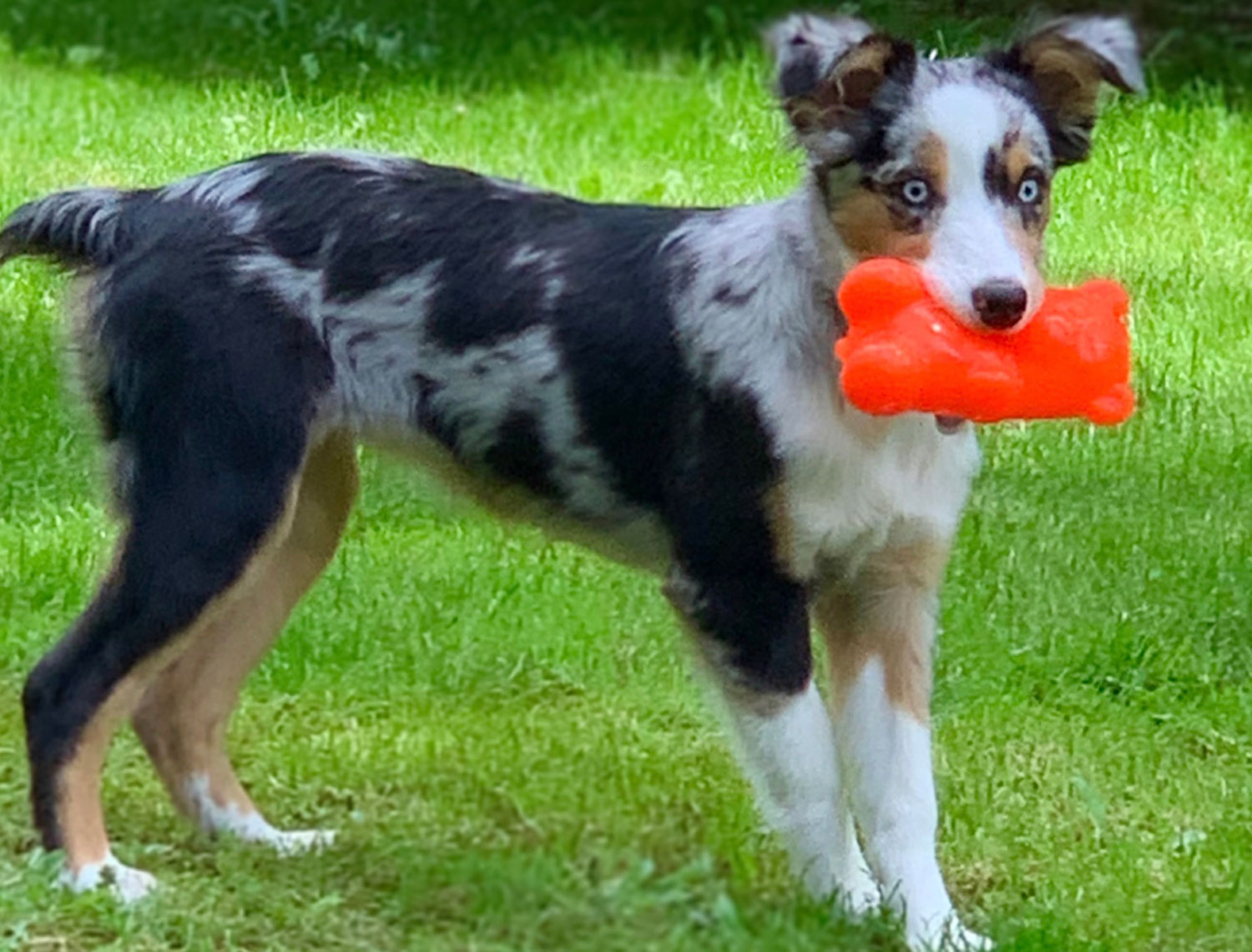 RuffDawg Gummy bear - Plnící méďa