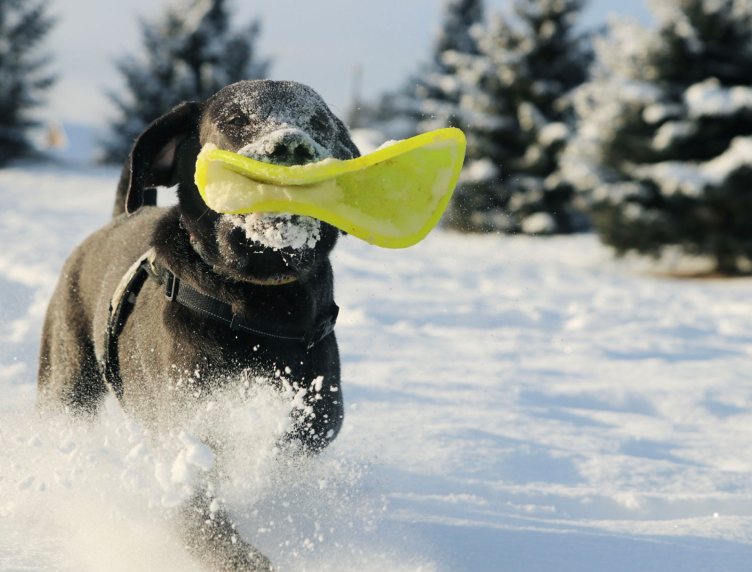 RuffDawg K9 Flyer - Létající talíř
