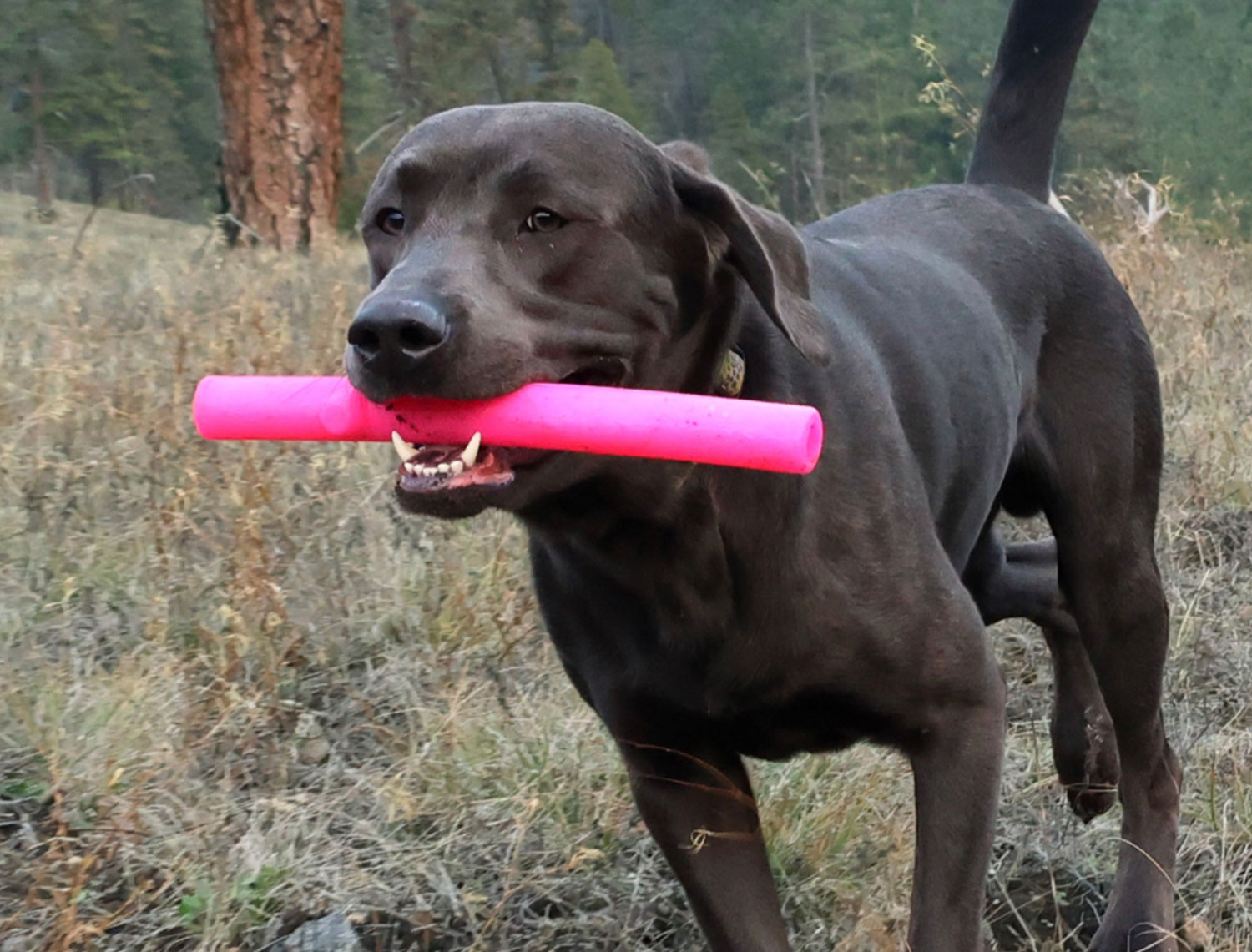 RuffDawg Twig and Stick - Klacek